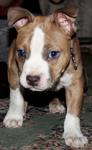 DDDawgs Krueger (AI)